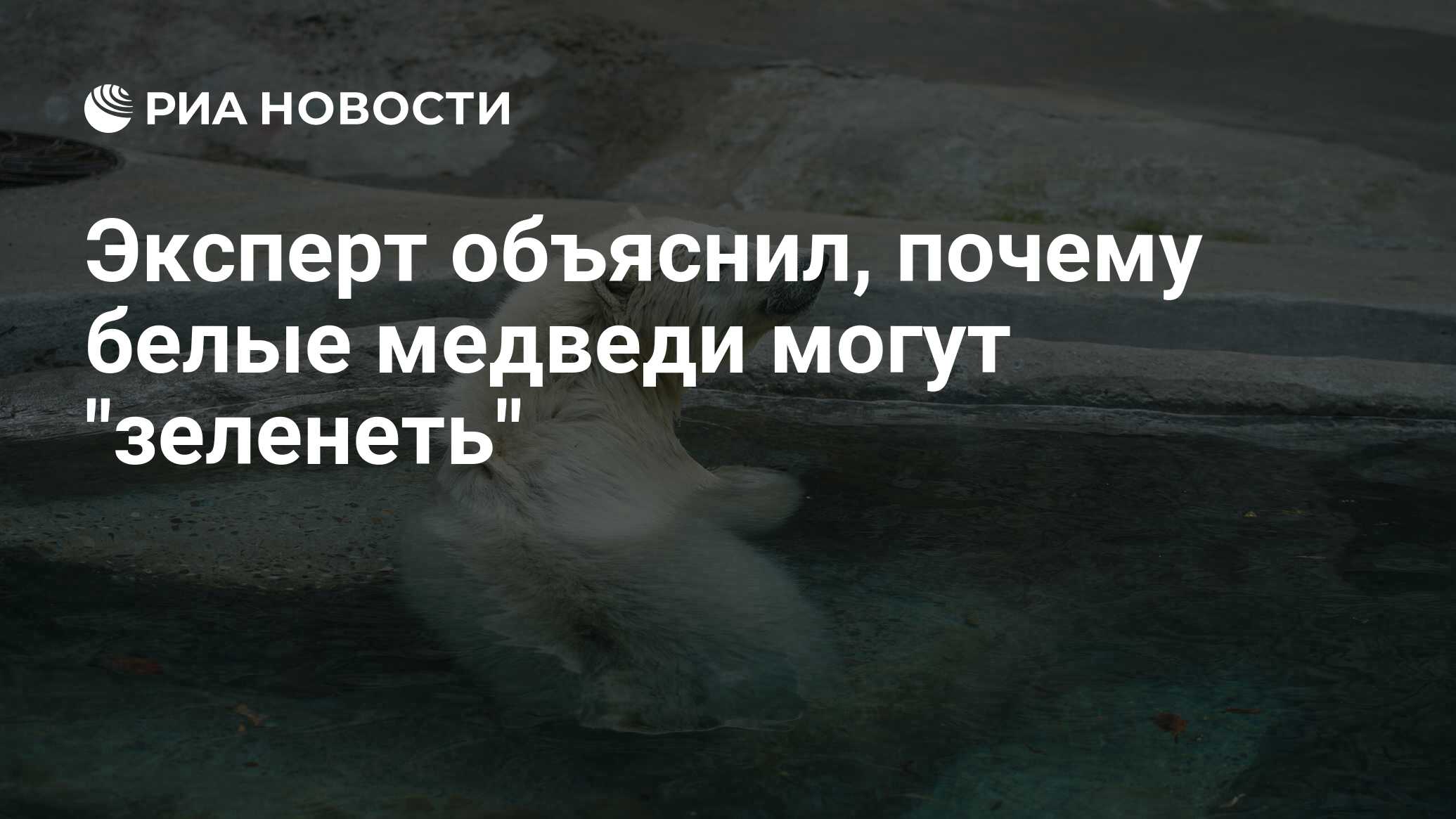 Эксперт объяснил, почему белые медведи могут 