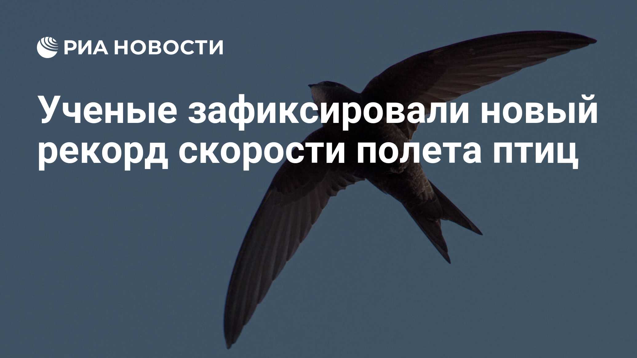 Ученые зафиксировали новый рекорд скорости полета птиц - РИА Новости,  20.05.2021