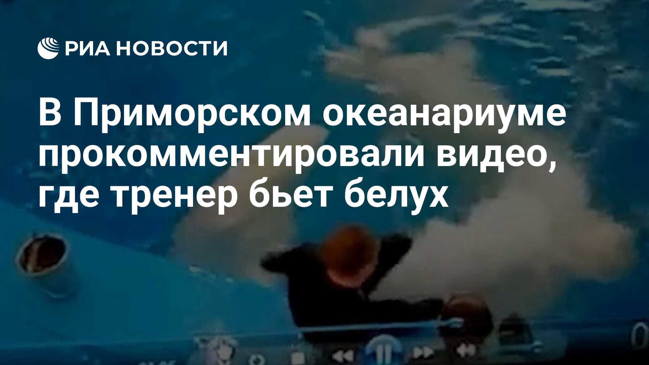 В Приморском океанариуме прокомментировали видео, где тренер бьет белух -  РИА Новости, 17.05.2021