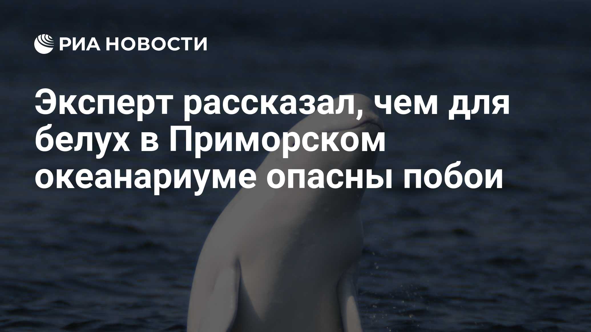 Эксперт рассказал, чем для белух в Приморском океанариуме опасны побои -  РИА Новости, 18.05.2021