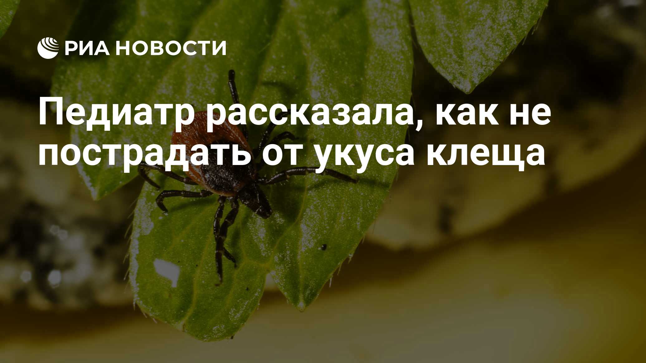 Укусил клещ екатеринбург. Полезные клещи для растений. Клещи в Подмосковье сейчас фото.