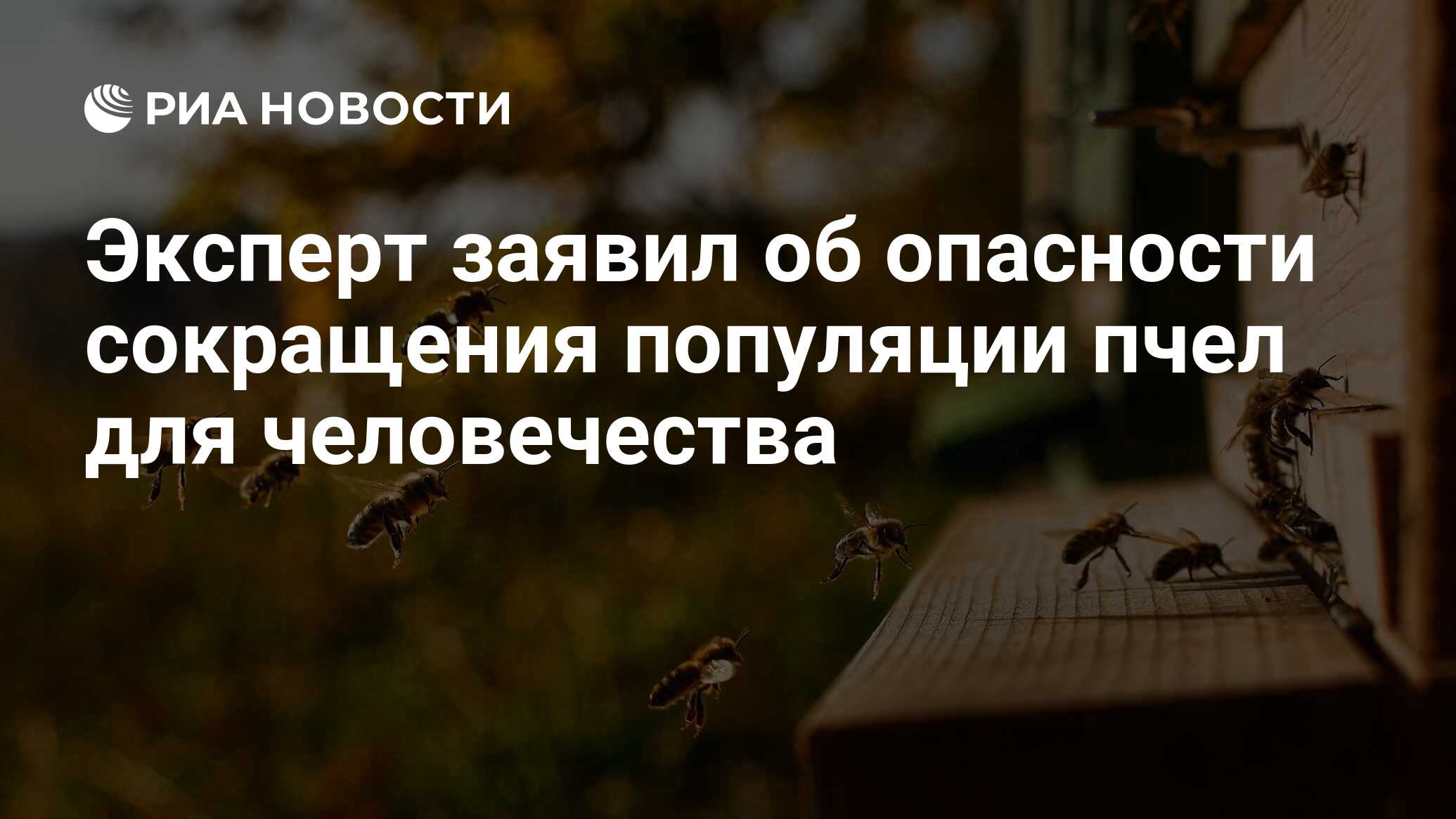 Эксперт заявил об опасности сокращения популяции пчел для человечества -  РИА Новости, 20.05.2021