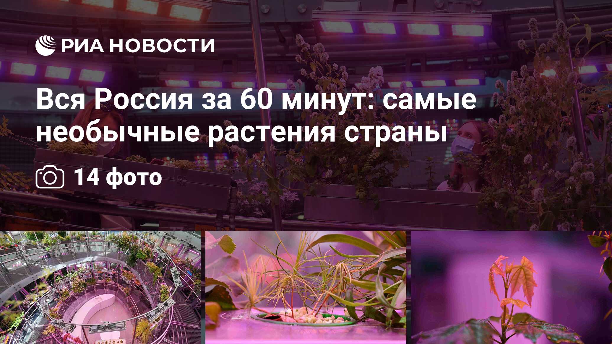 Вся Россия за 60 минут: самые необычные растения страны - РИА Новости,  10.11.2021