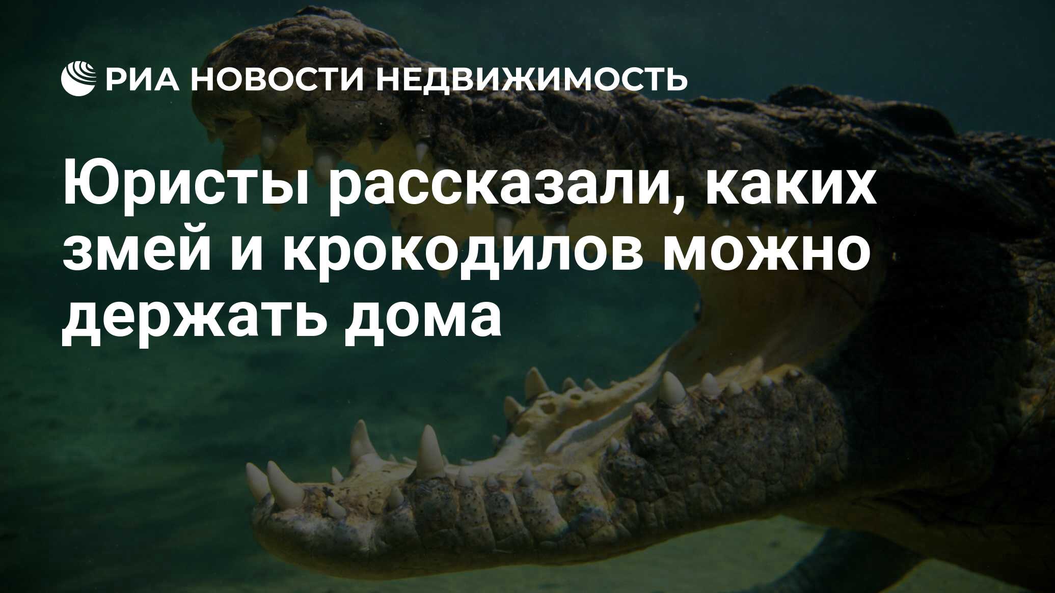 Юристы рассказали, каких змей и крокодилов можно держать дома -  Недвижимость РИА Новости, 02.06.2021