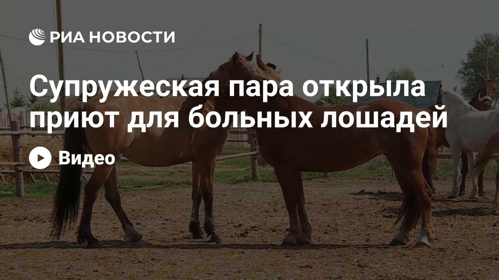 Супружеская пара открыла приют для больных лошадей - РИА Новости, 03.06.2021