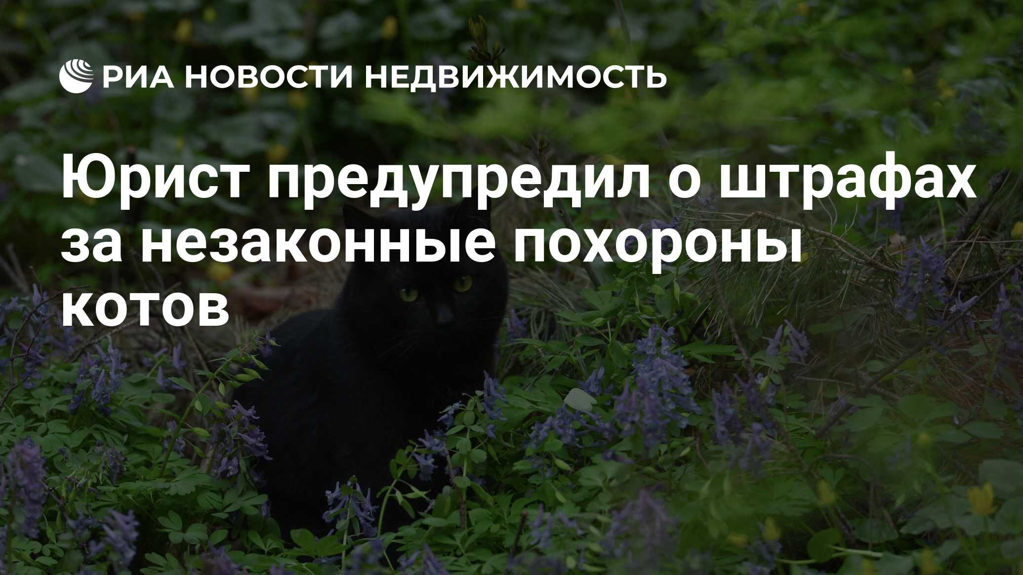 Юрист предупредил о штрафах за незаконные похороны котов - Недвижимость РИА  Новости, 05.06.2021