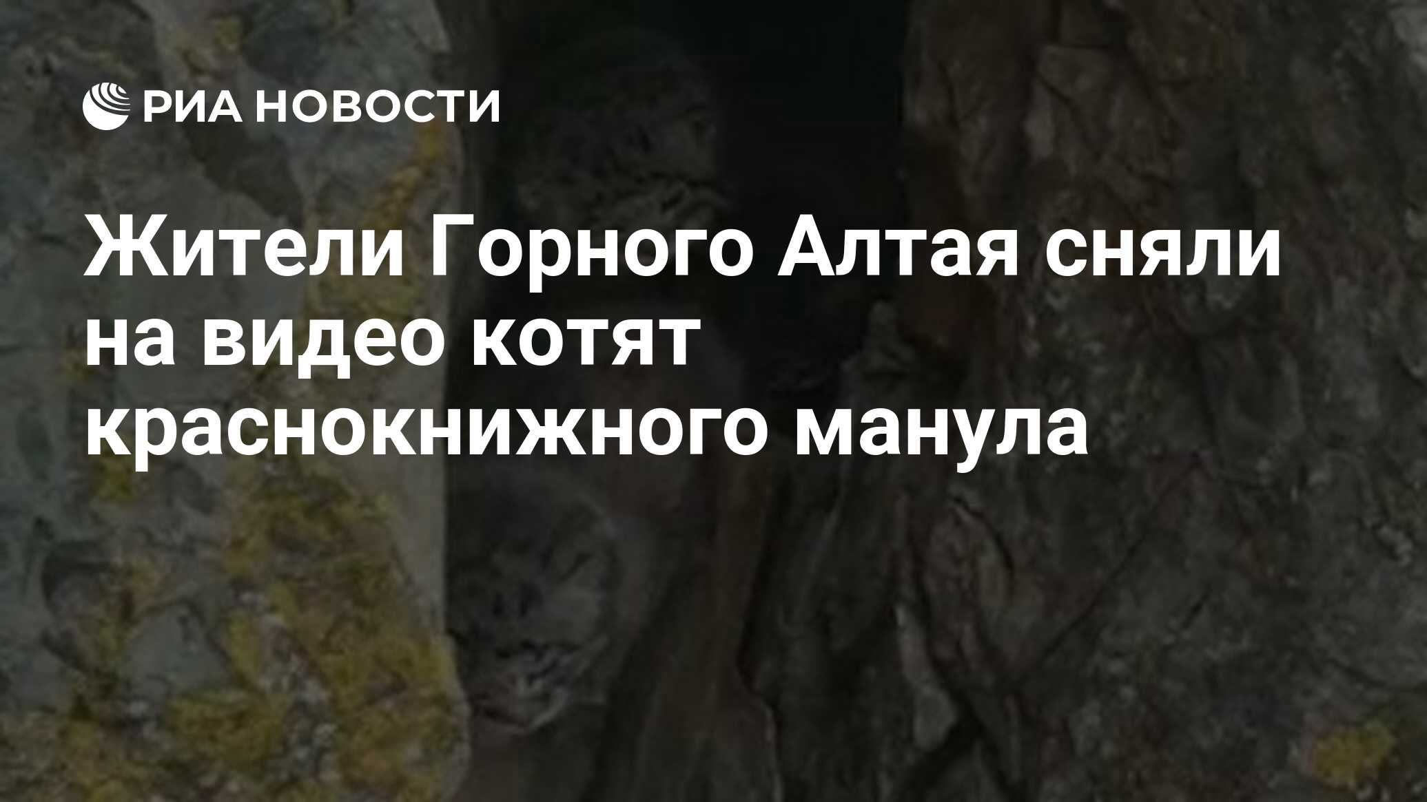 Жители Горного Алтая сняли на видео котят краснокнижного манула - РИА  Новости, 15.06.2021