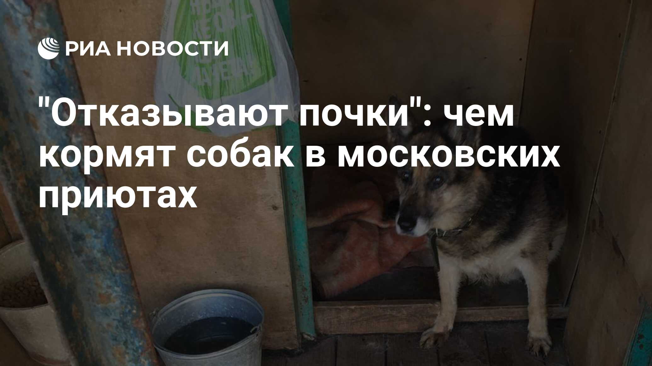 У собаки отказали почки