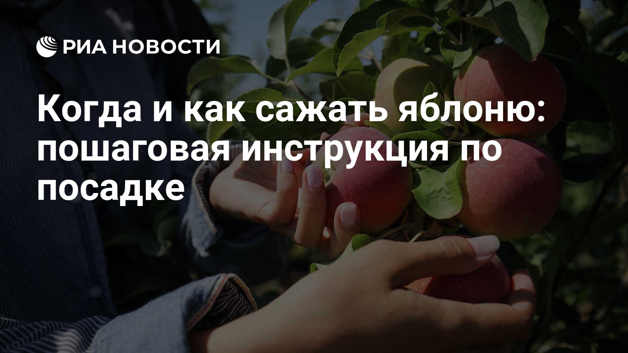 Карликовый сад – посадка, уход и продажи яблок по низкой цене.