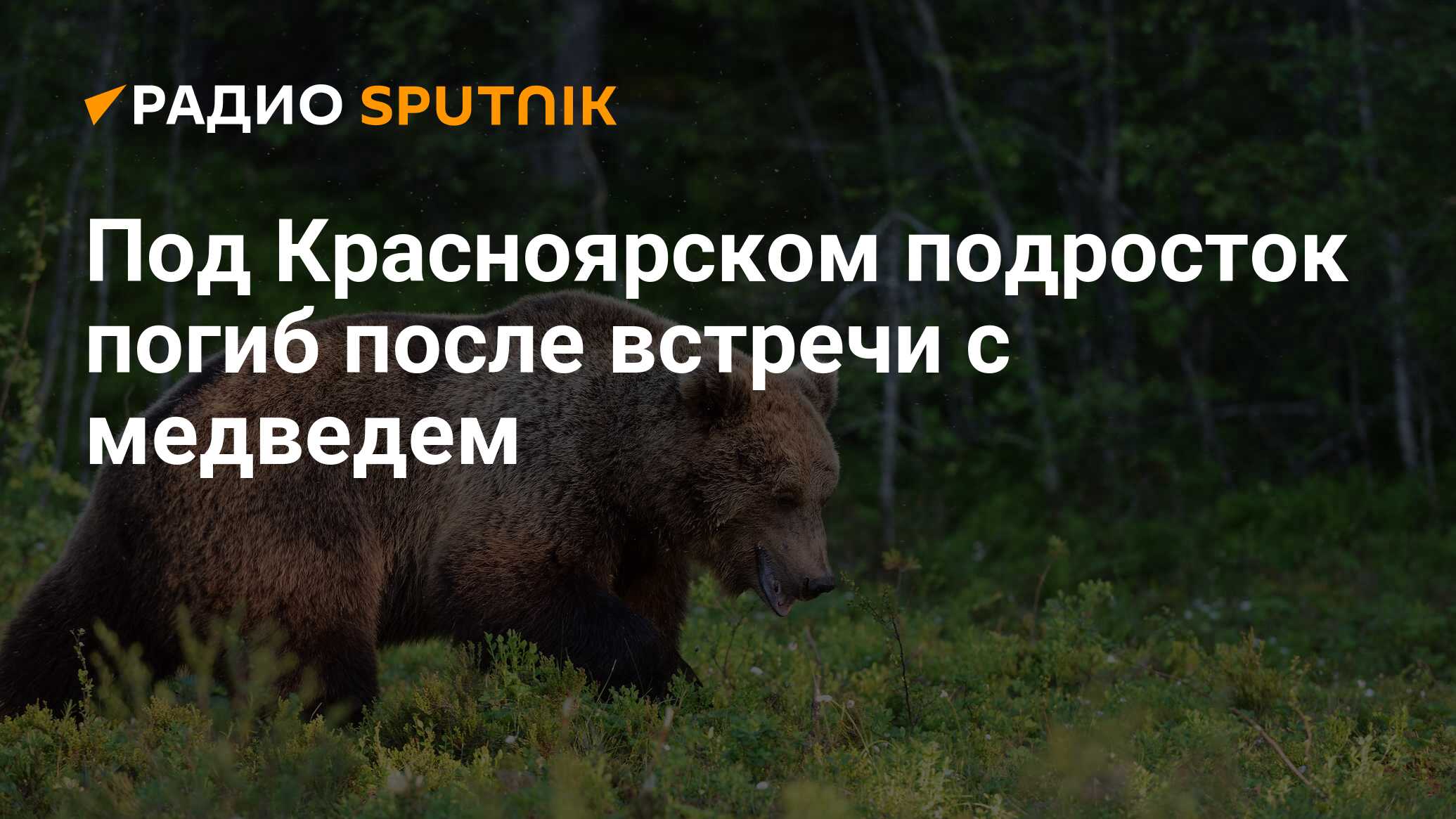 Медведь напал на человека в Московской области