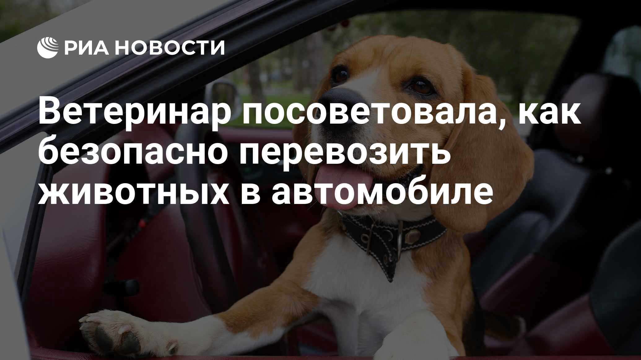 Ветеринар посоветовала, как безопасно перевозить животных в автомобиле -  РИА Новости, 23.06.2021