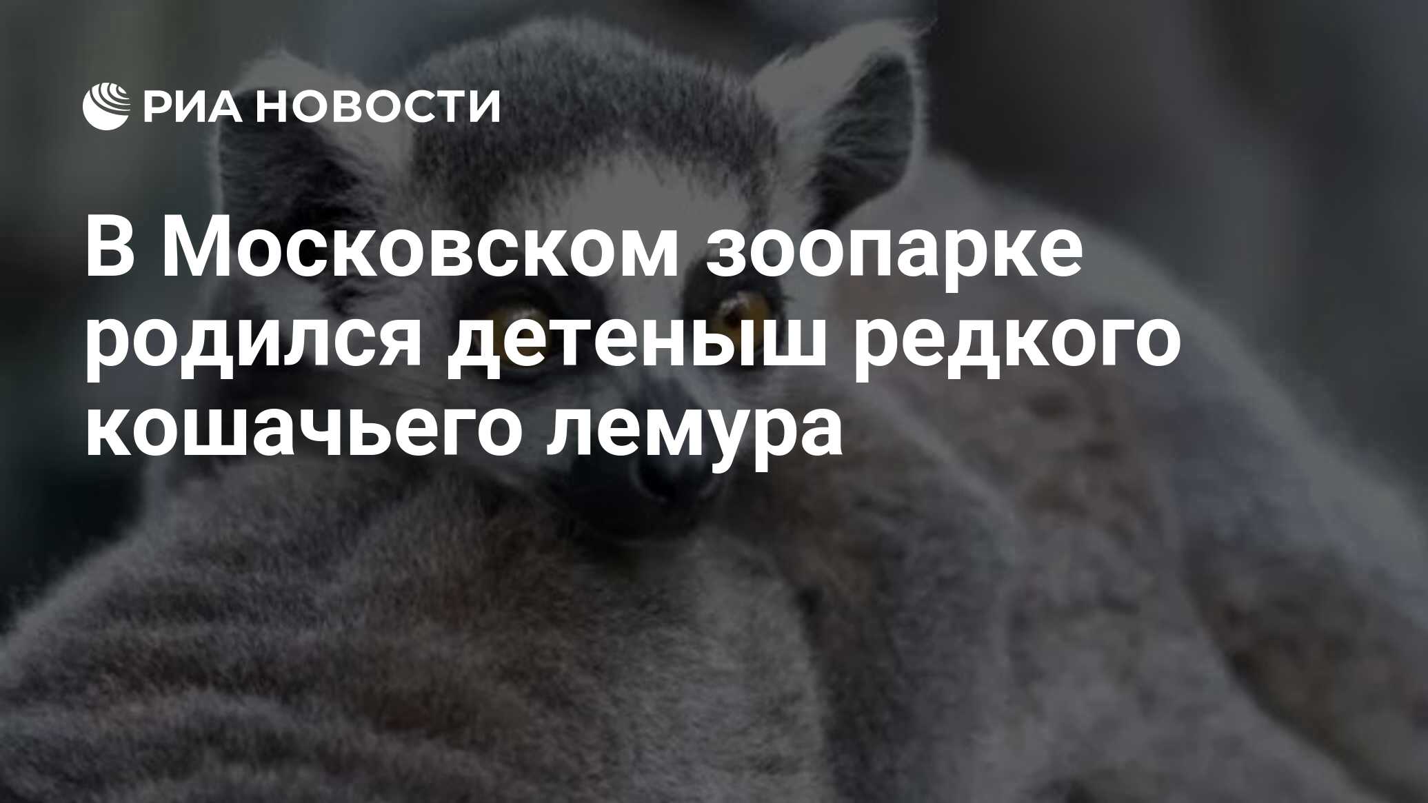 В Московском зоопарке родился детеныш редкого кошачьего лемура - РИА  Новости, 18.07.2021