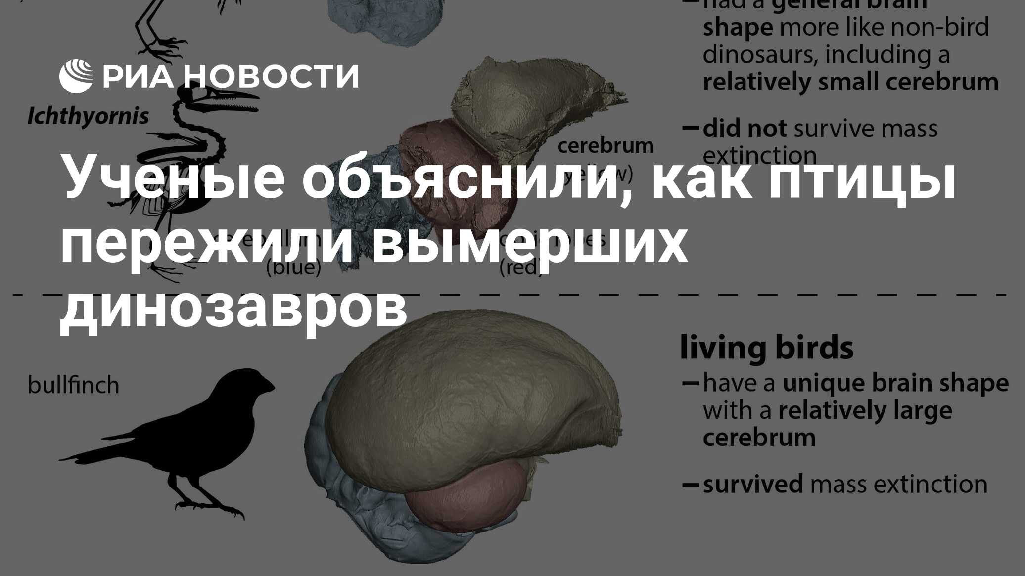 Ученые объяснили, как птицы пережили вымерших динозавров - РИА Новости,  30.07.2021