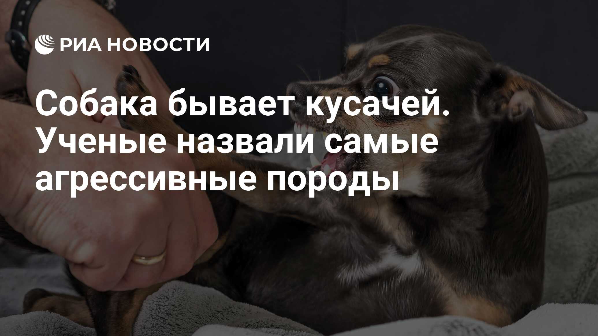 Собака бывает кусачей только от жизни собачей