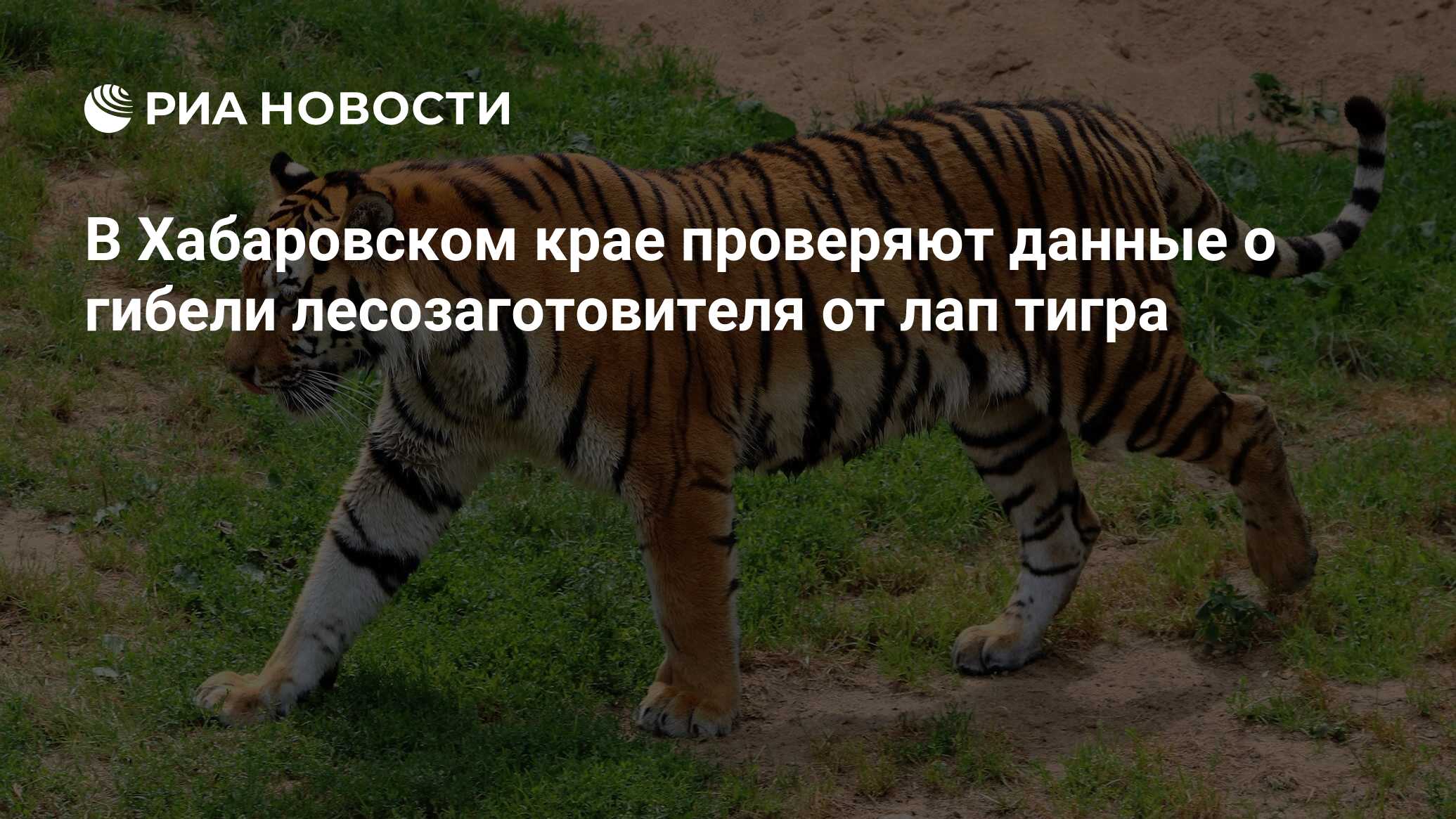 владивосток, нанайский район, умвд <b>рф</b>, сергей арамилев, центр &quot;аму...