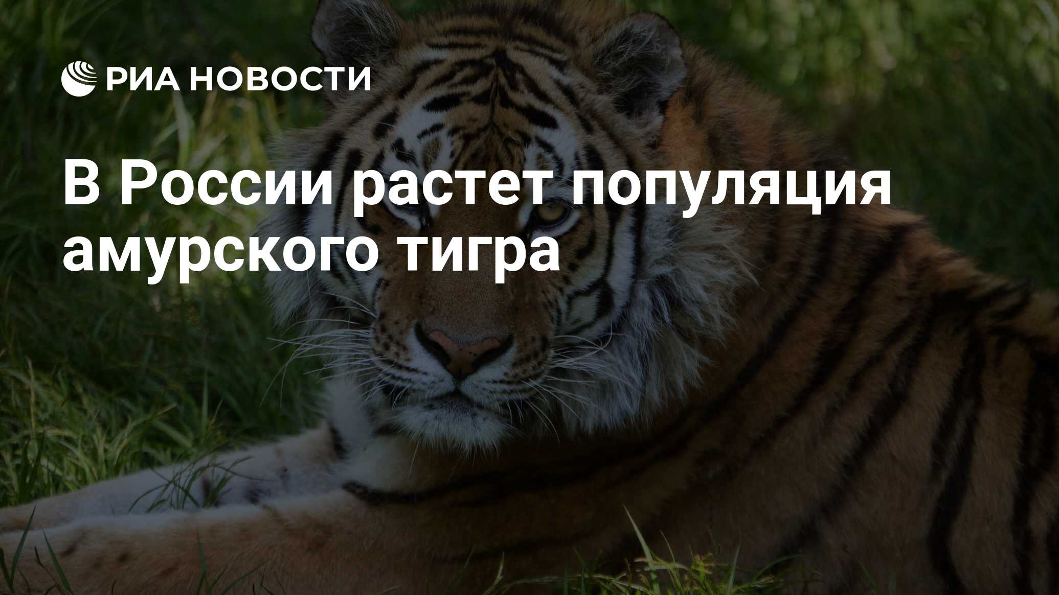 Популяция амурских тигров в мире. Популяция амурских тигров в мире