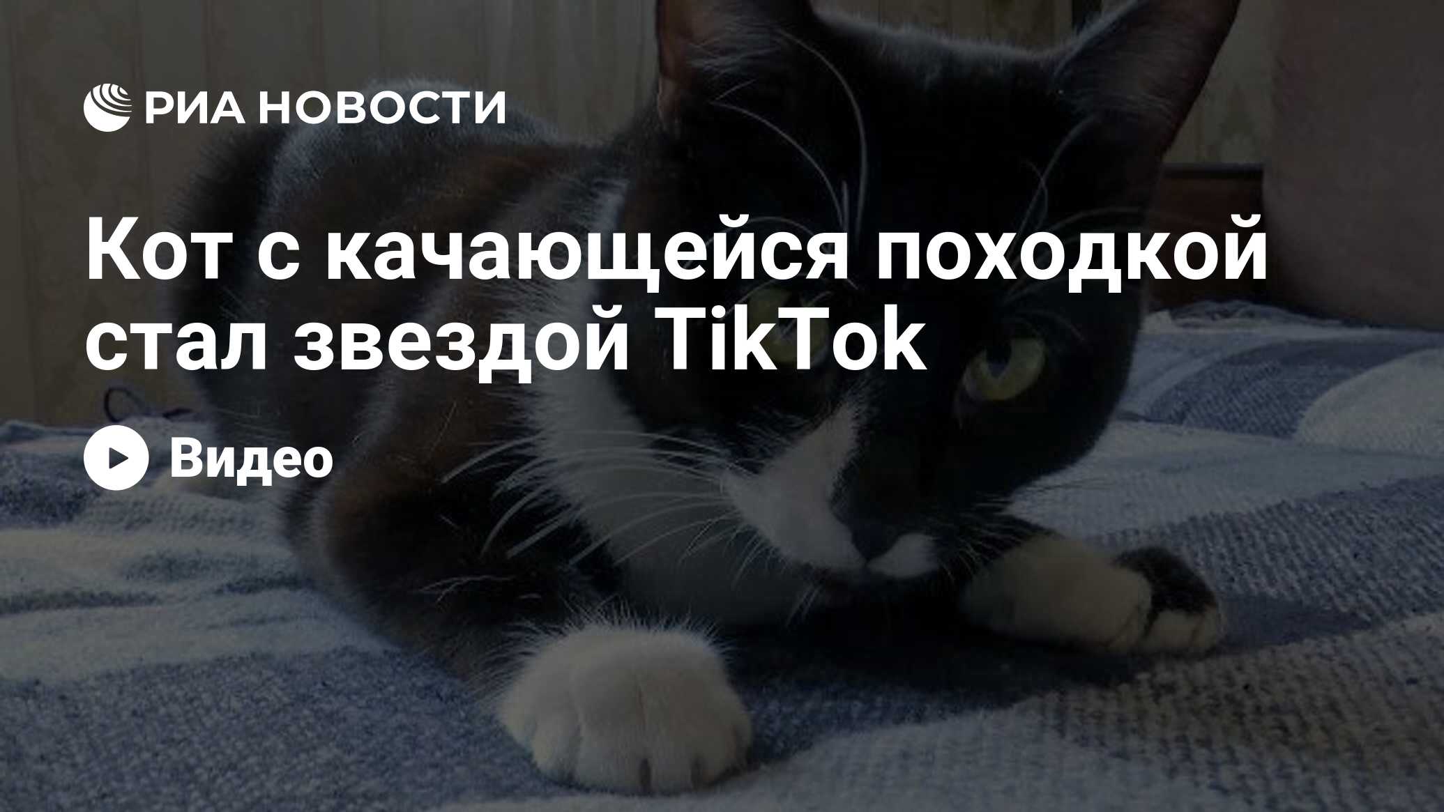 Кот шатается при ходьбе. Кот шатается при ходьбе