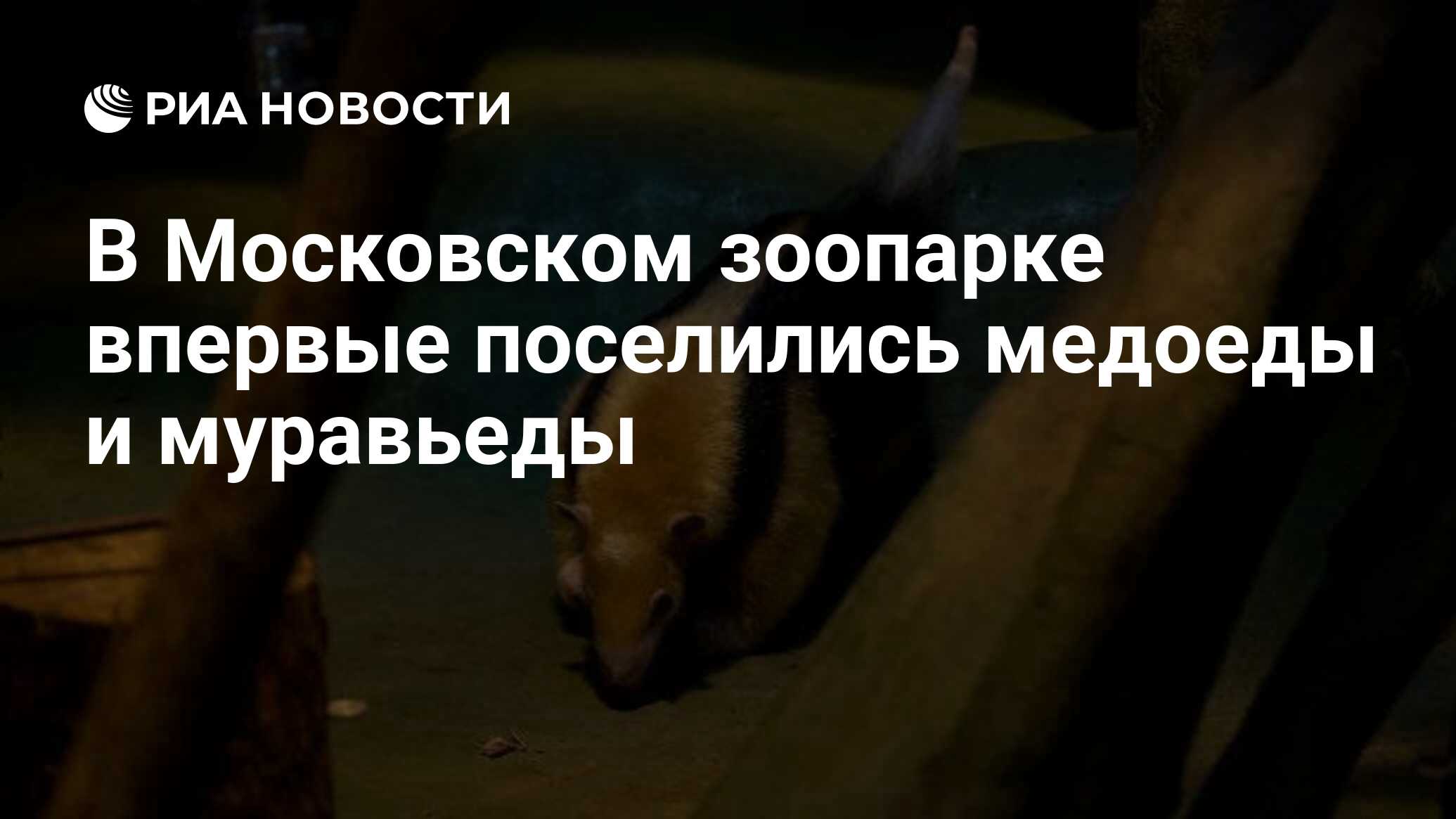 В Московском зоопарке впервые поселились медоеды и муравьеды - РИА Новости,  23.09.2021