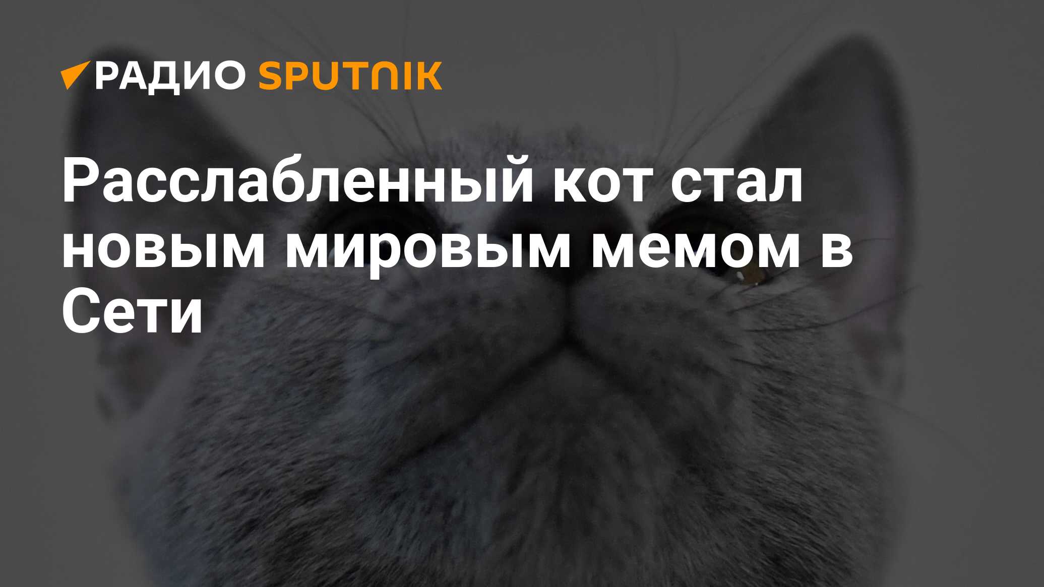 Став котом