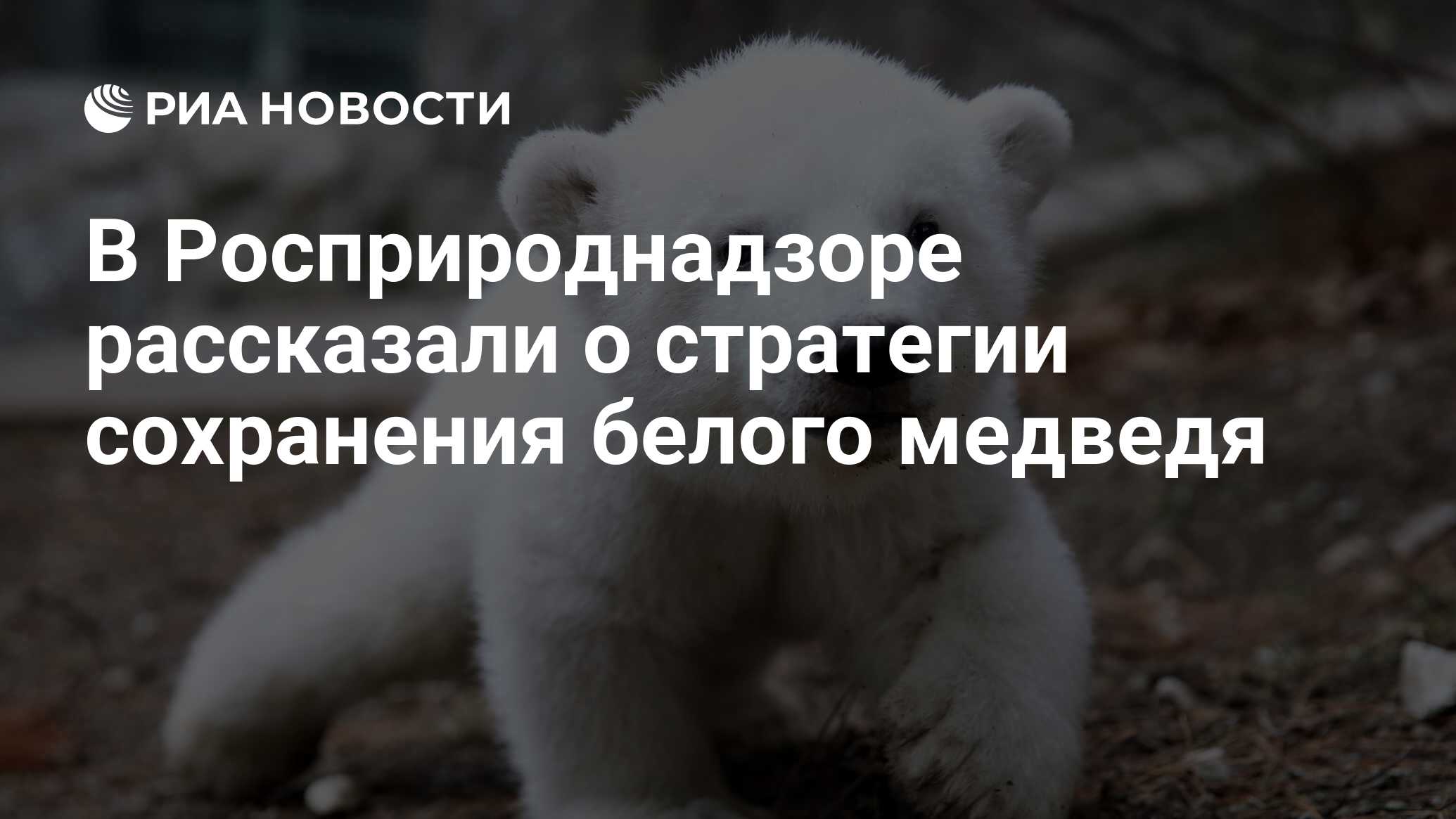 В Росприроднадзоре рассказали о стратегии сохранения белого медведя - РИА  Новости, 29.09.2021