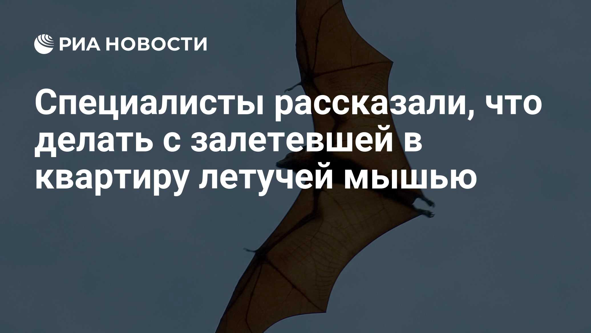 Специалисты рассказали, что делать с залетевшей в квартиру летучей мышью -  РИА Новости, 01.10.2021