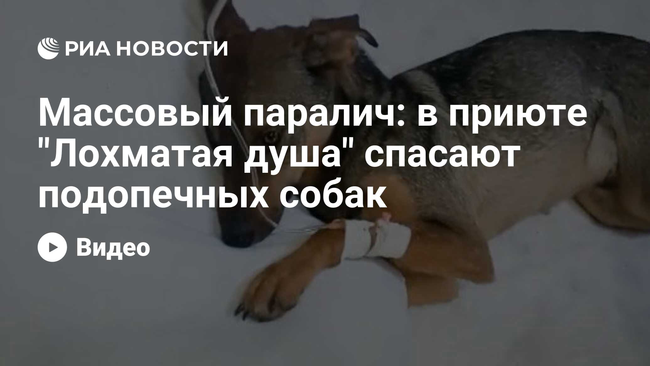 Массовый паралич: в приюте "Лохматая душа" спасают подопечных собак