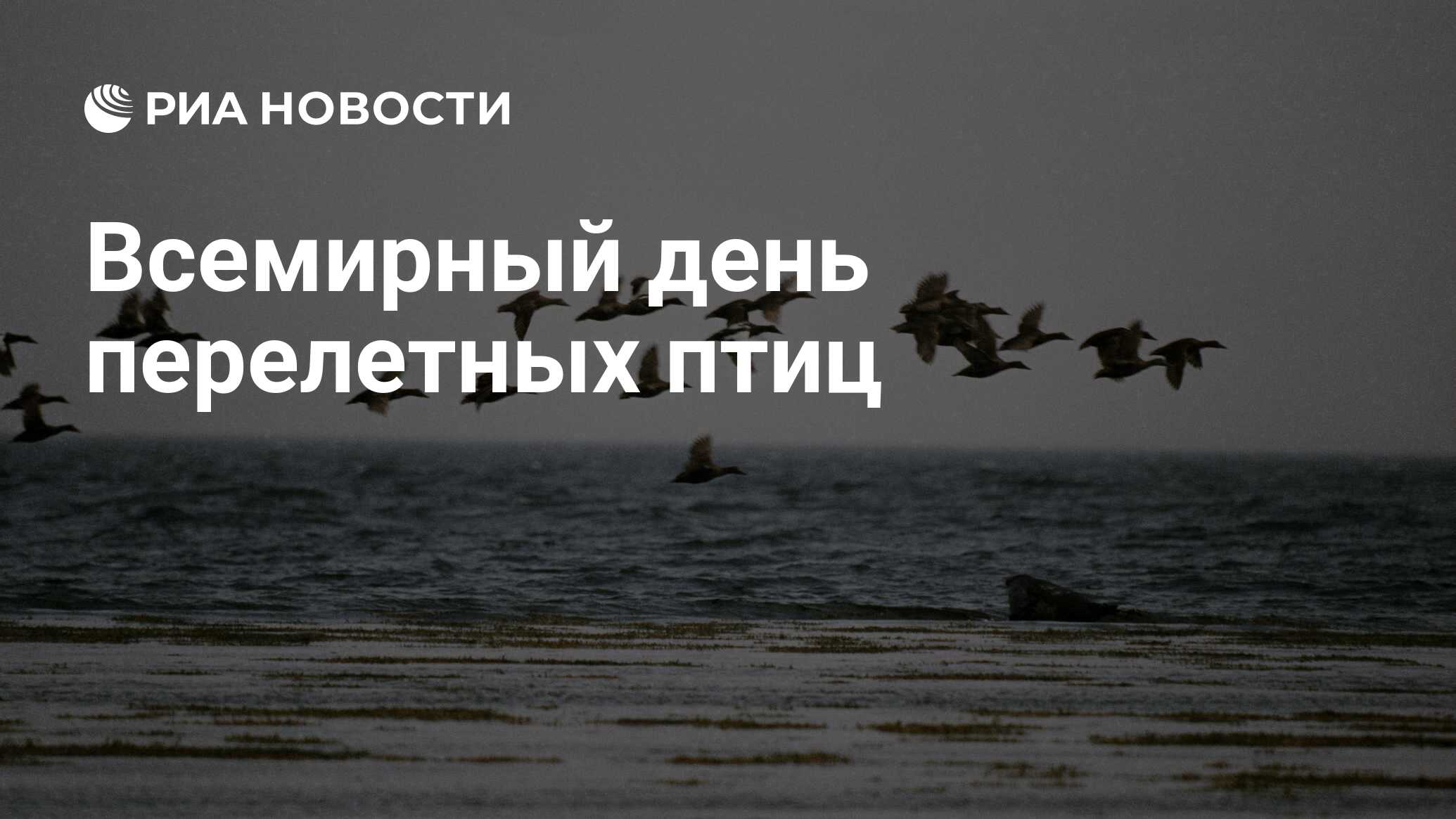 Всемирный день перелетных птиц картинки