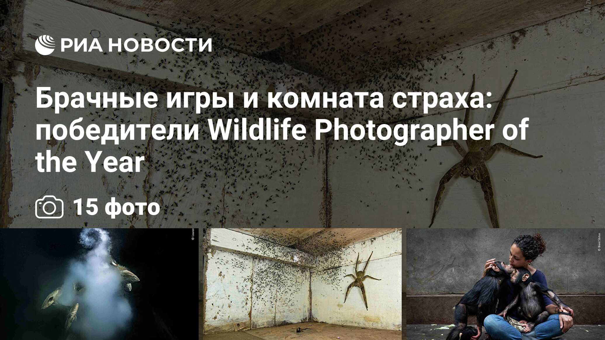 Брачные игры и комната страха: победители Wildlife Photographer of the Year  - РИА Новости, 29.10.2021