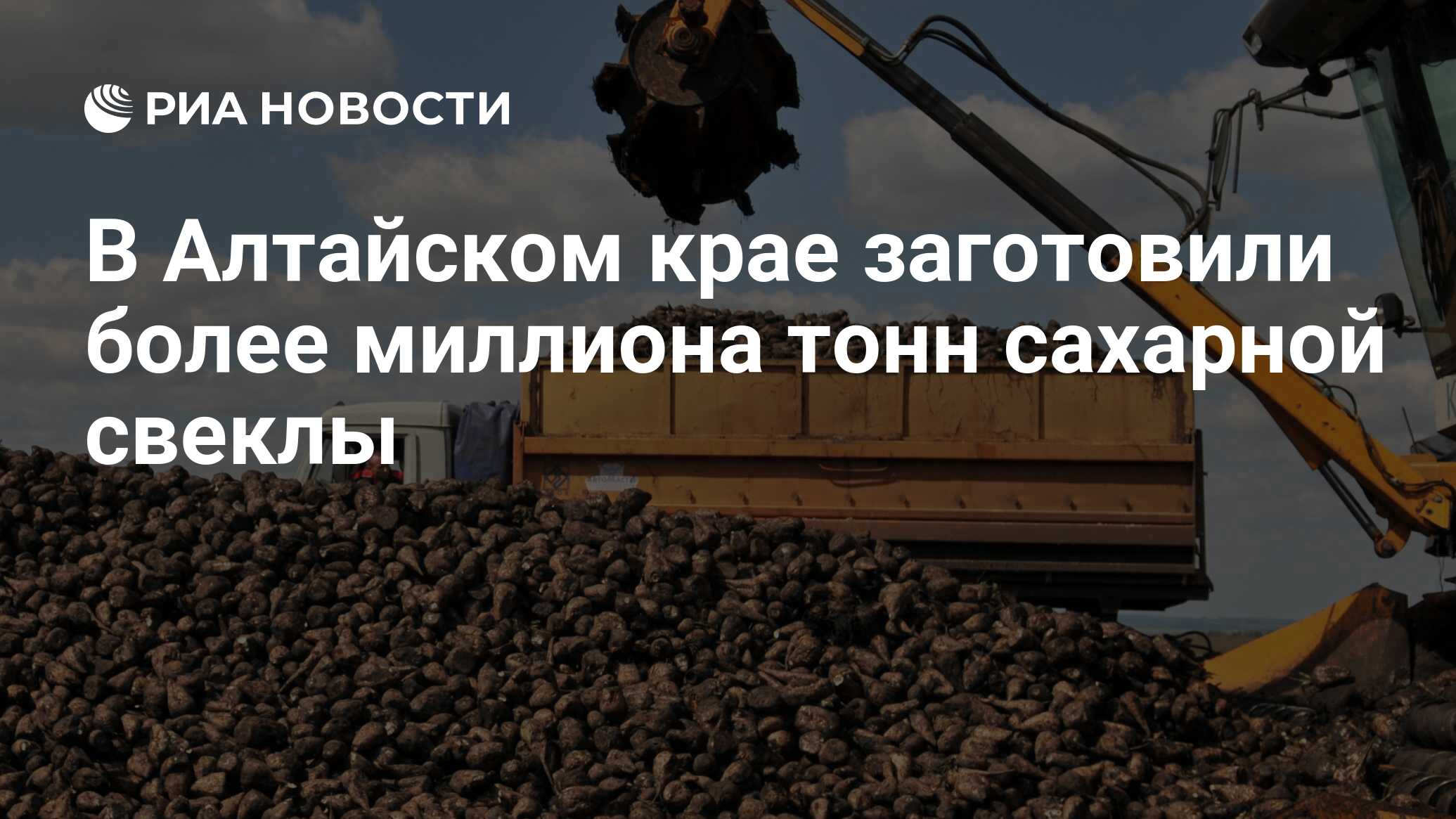 В Алтайском крае заготовили более миллиона тонн сахарной свеклы - РИА Новости, 18.10.2021