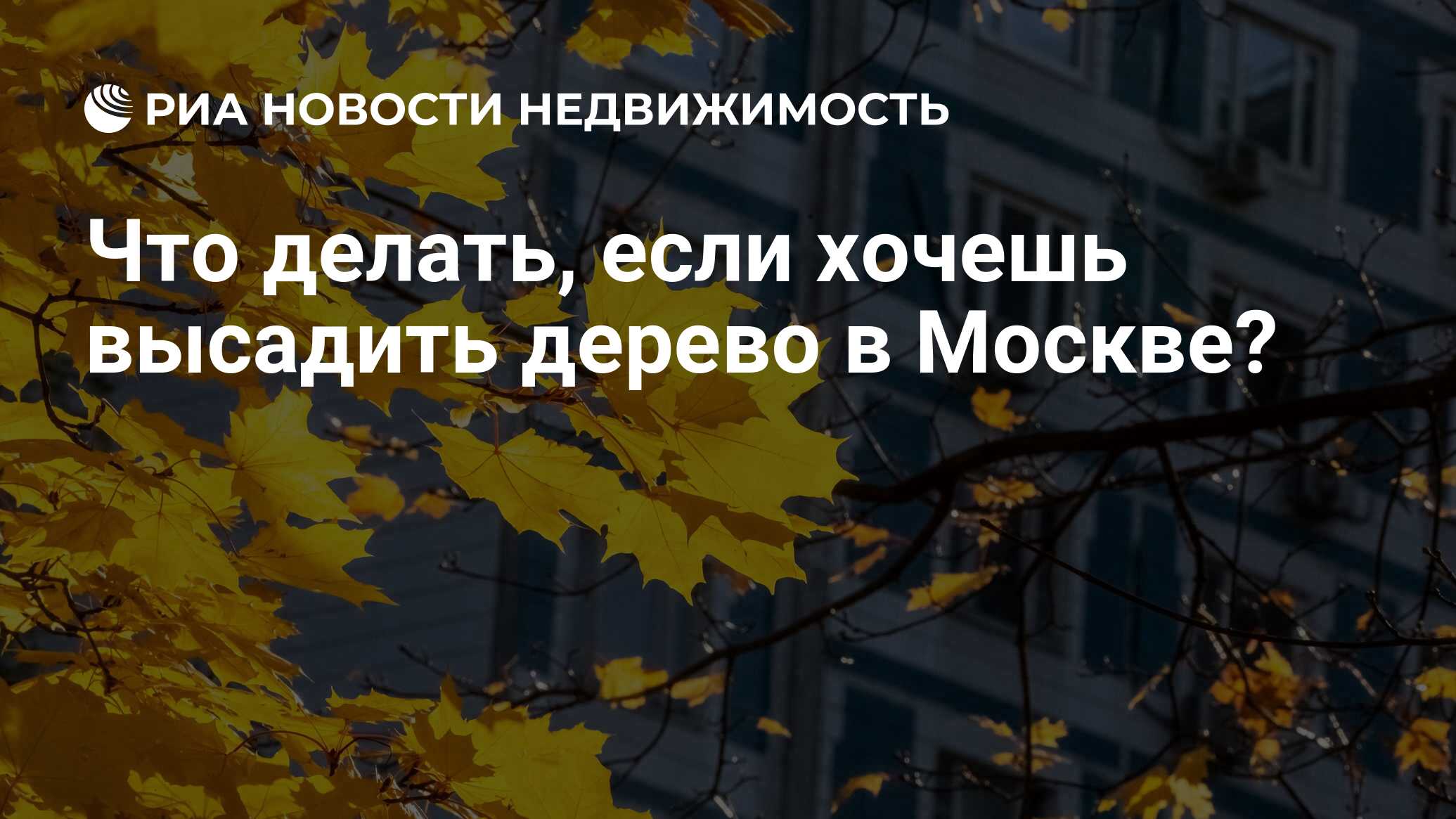 Что делать, если хочешь высадить дерево в Москве? - Недвижимость РИА  Новости, 26.10.2021