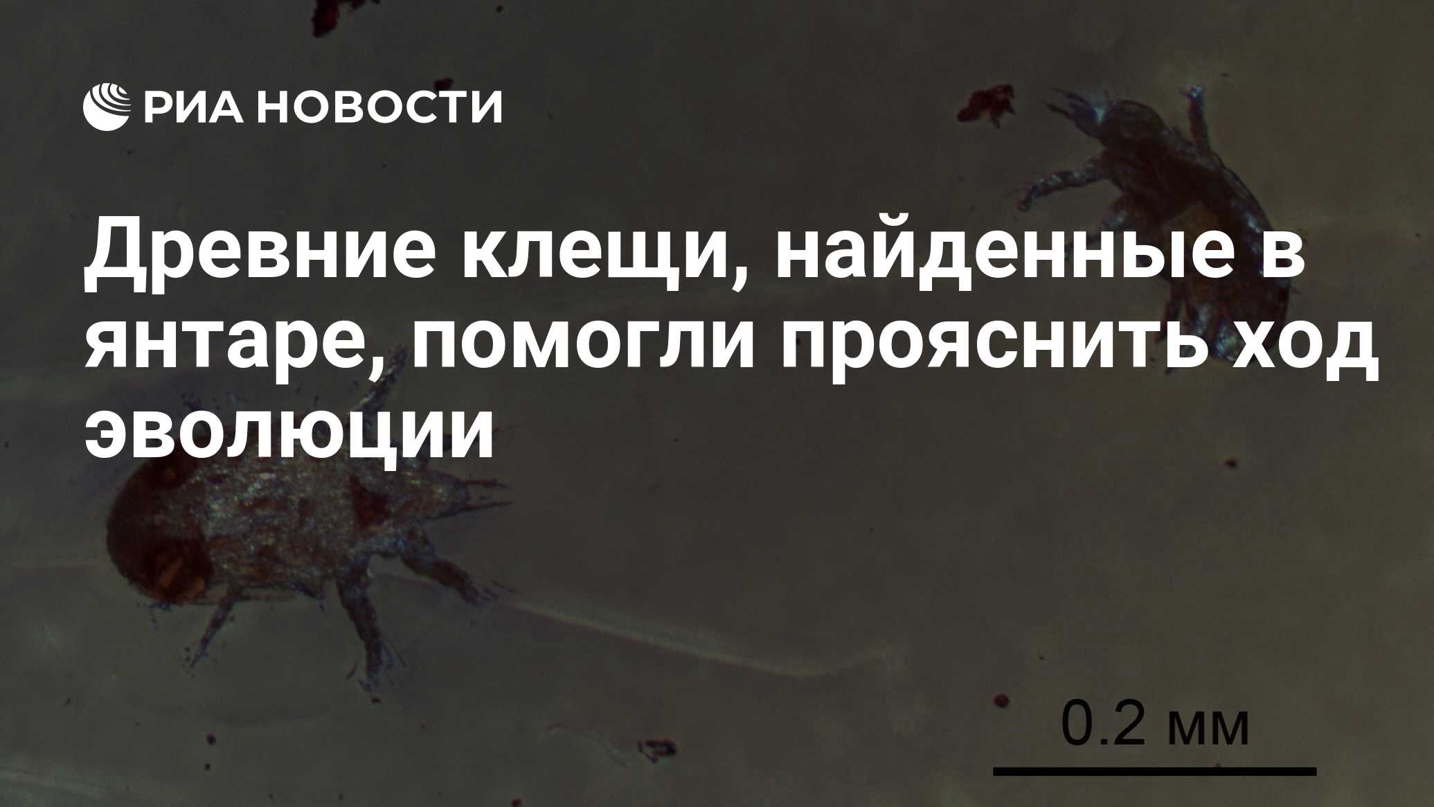 Древние клещи, найденные в янтаре, помогли прояснить ход эволюции - РИА  Новости, 28.10.2021