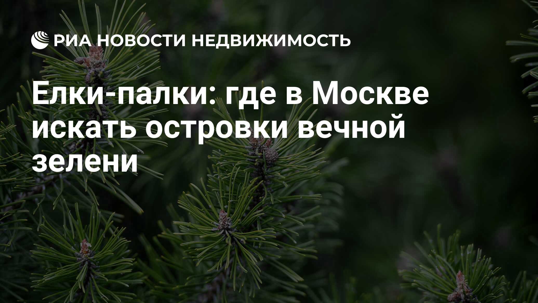 Елки-палки: где в Москве искать островки вечной зелени - Недвижимость РИА  Новости, 29.10.2021