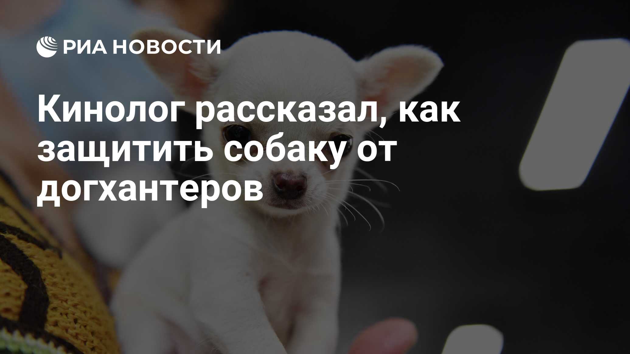 Кинолог рассказал, как защитить собаку от догхантеров - РИА Новости,  08.11.2021