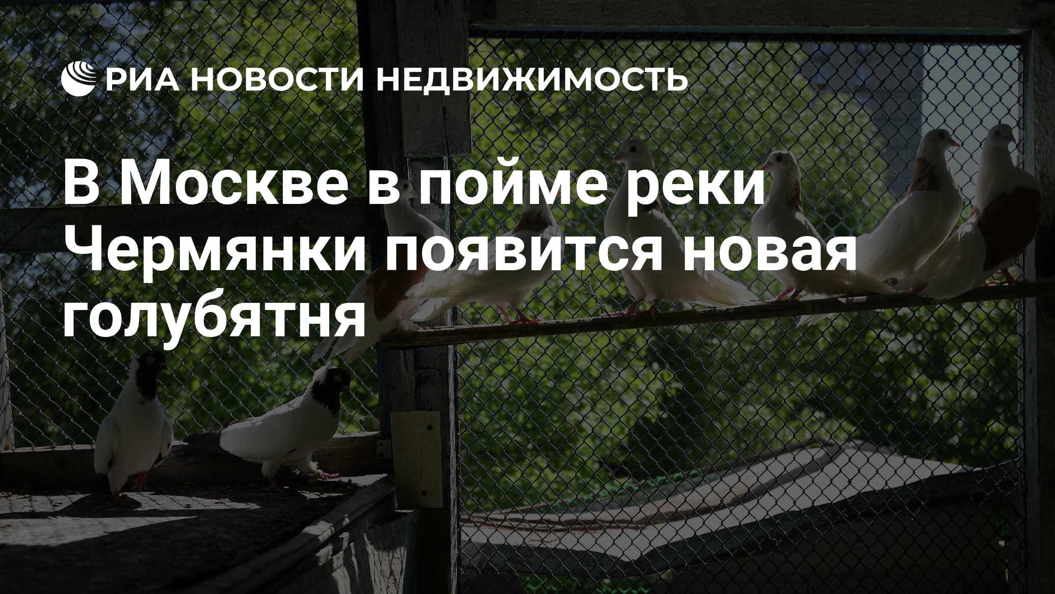 В Москве в пойме реки Чермянки появится новая голубятня - Недвижимость РИА  Новости, 09.11.2021