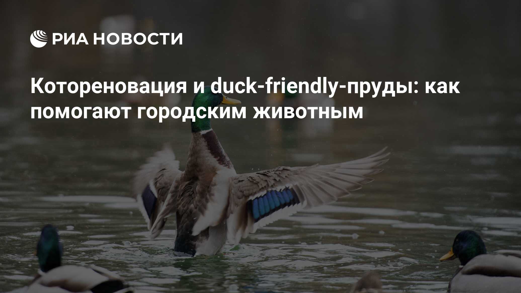 Котореновация и duck-friendly-пруды: как помогают городским животным - РИА  Новости, 17.11.2021