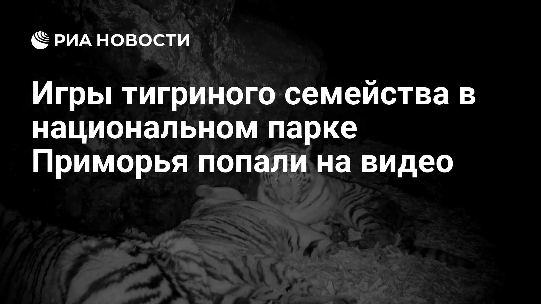 Игры тигриного семейства в национальном парке Приморья попали на видео -  РИА Новости, 19.11.2021