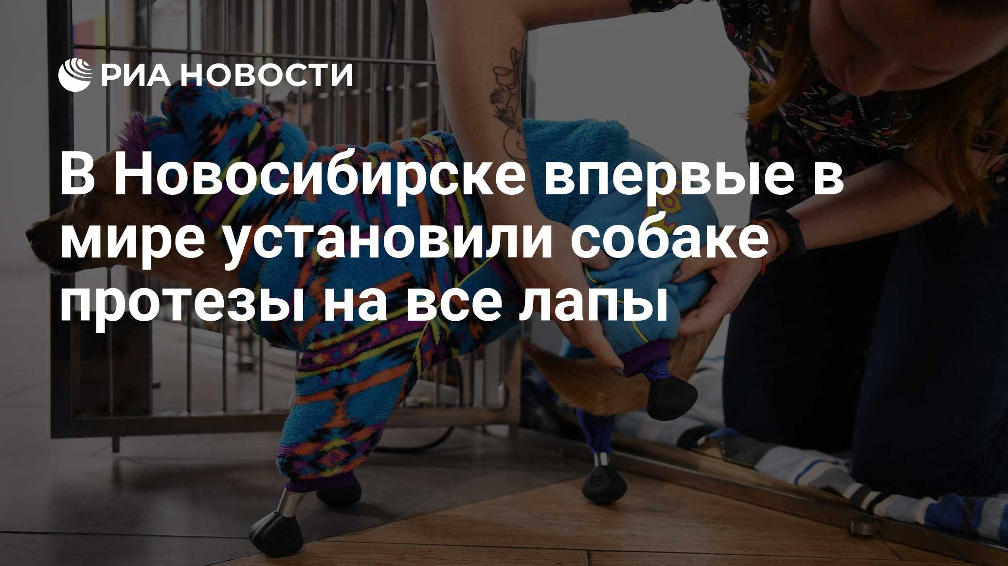 В Новосибирске впервые в мире установили собаке протезы на все лапы - РИА  Новости, 22.11.2021