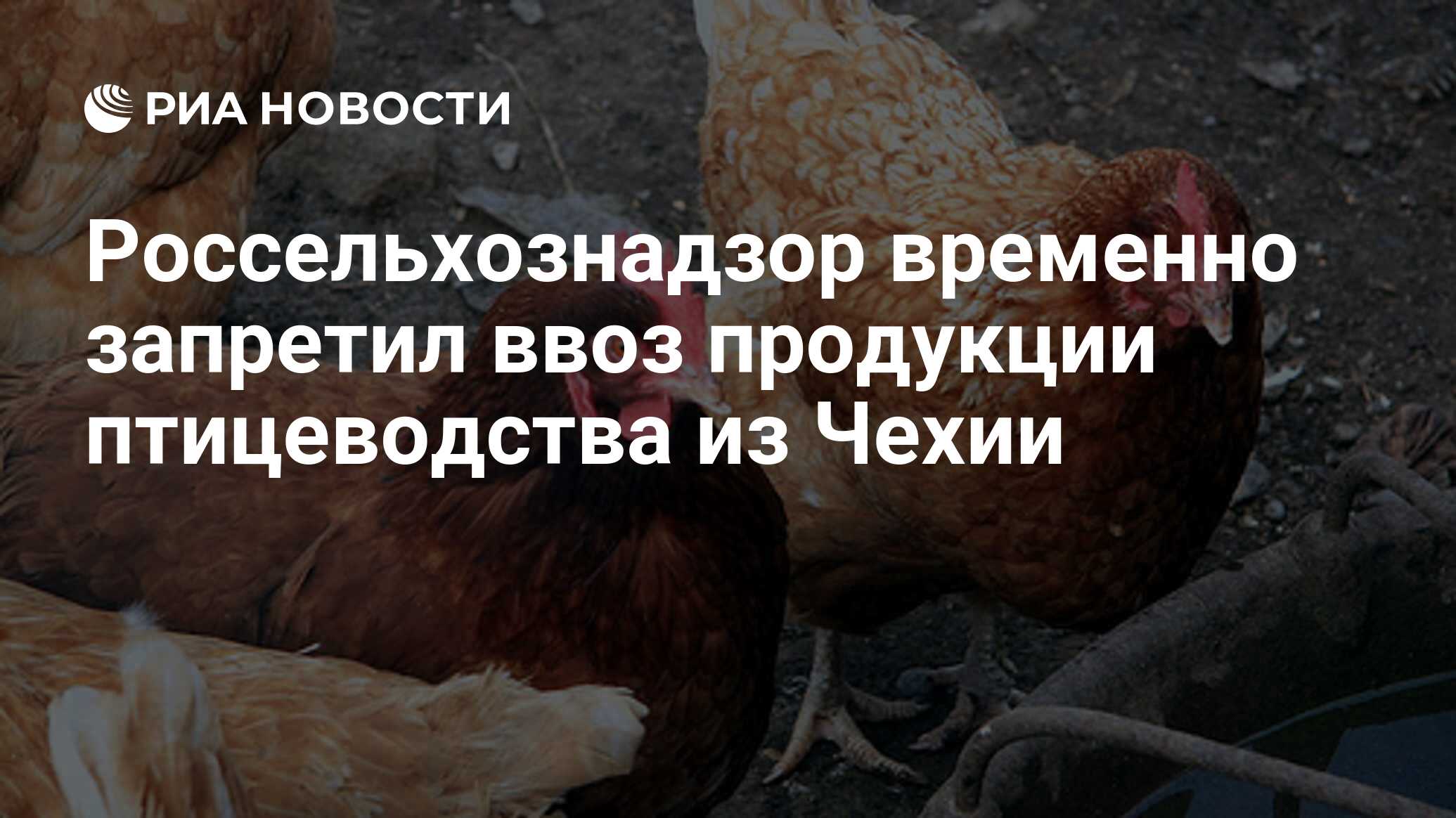 Вниизж фото. Набат запрет на птицеводство с 2025 года. Работник птицефабрики. Яичные кроссы кур. Набат запрет на птицеводство с 2025 года.