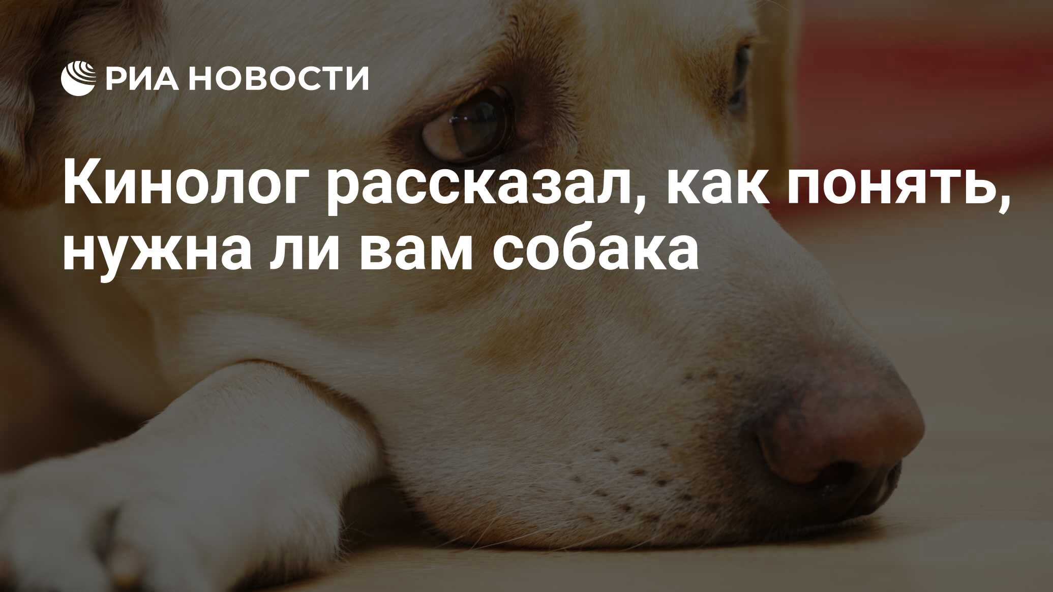 Кинолог рассказал, как понять, нужна ли вам собака - РИА Новости, 12.12.2021