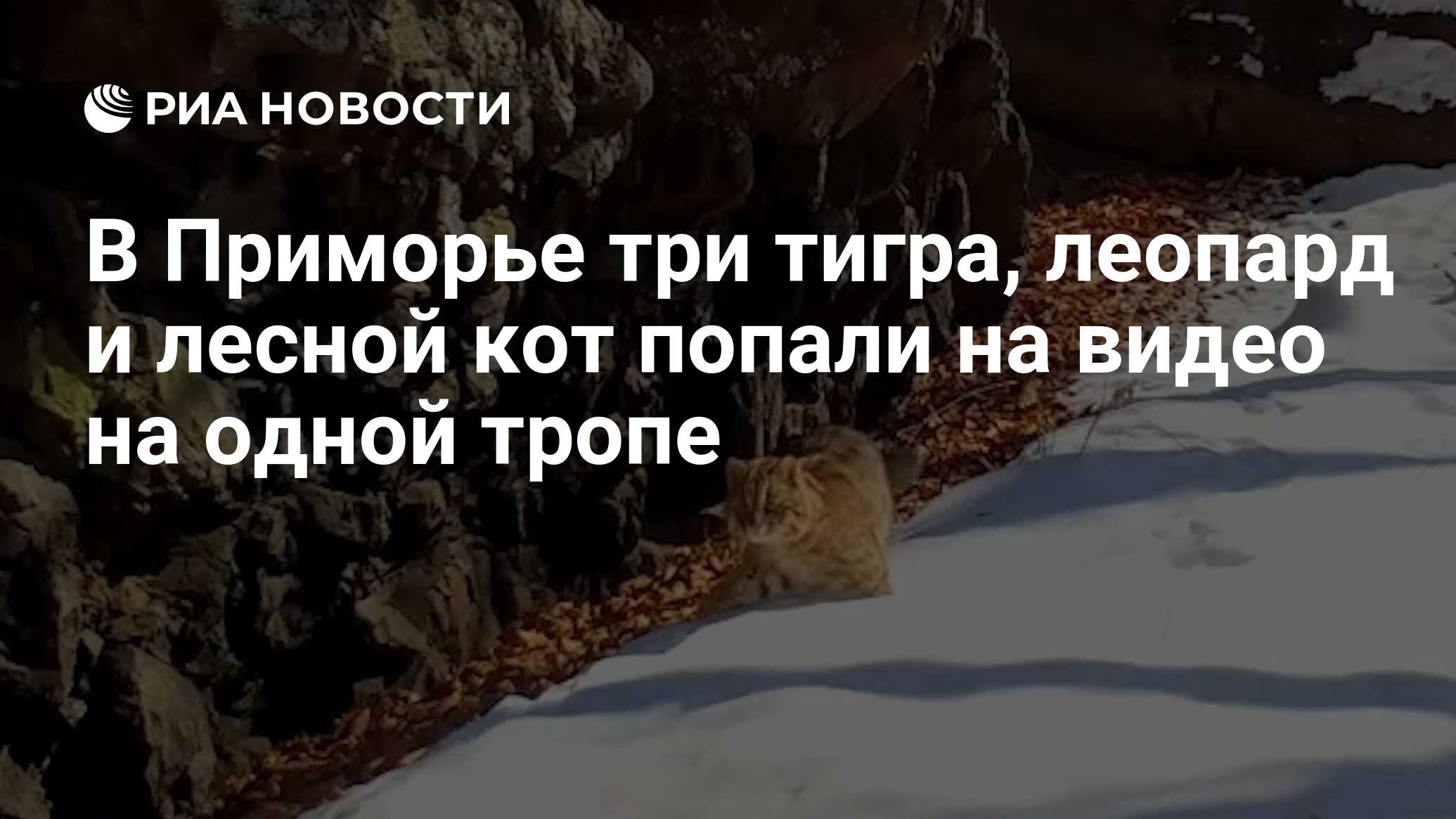 В Приморье три тигра, леопард и лесной кот попали на видео на одной тропе -  РИА Новости, 20.12.2021