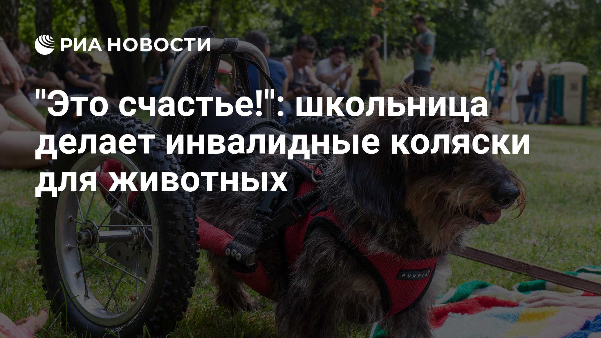 «Где найти такие колёса?»: студентка из Уссурийска мастерит инвалидные коляски для животных