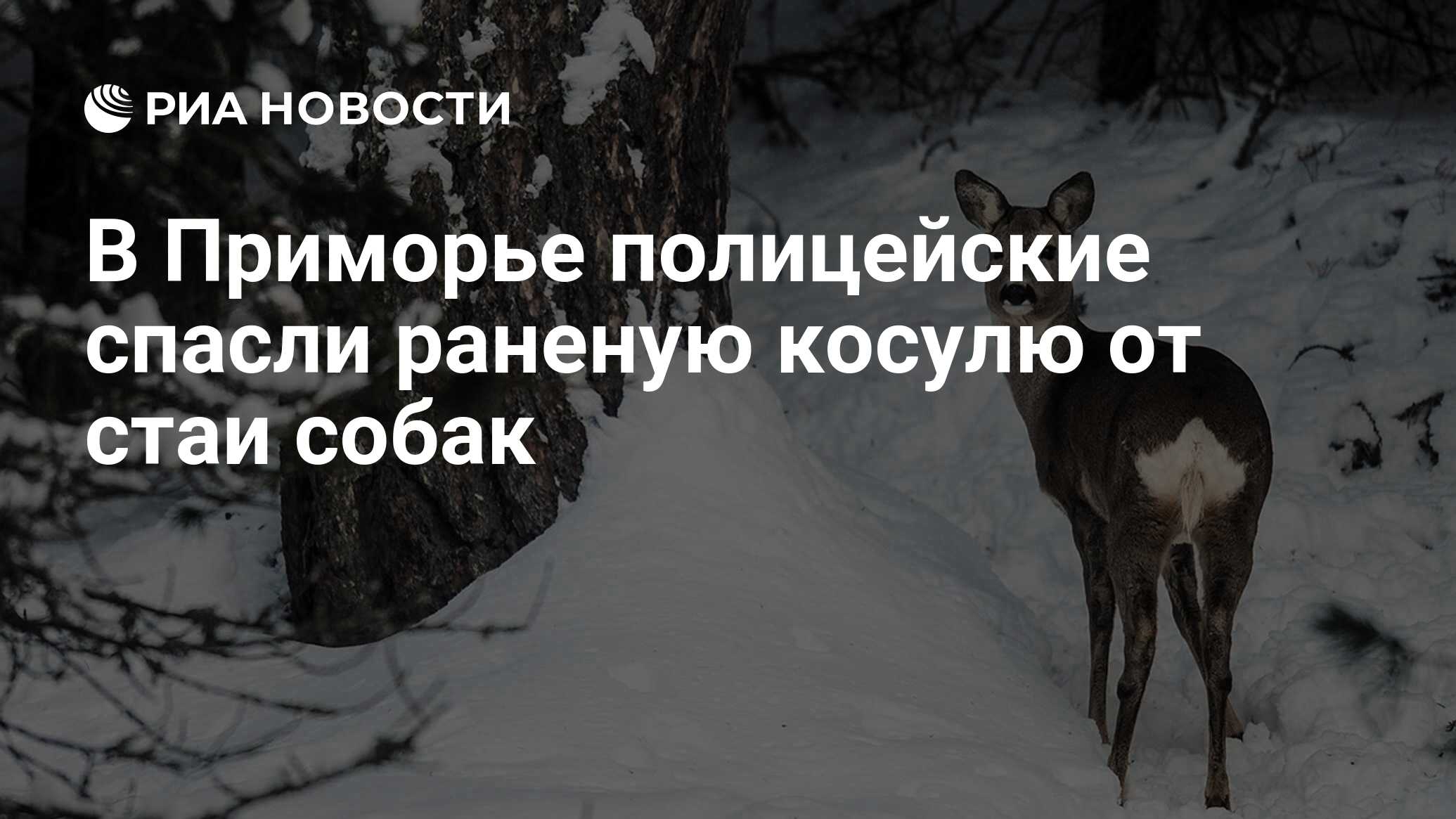 В Приморье полицейские спасли раненую косулю от стаи собак - РИА Новости,  28.12.2021