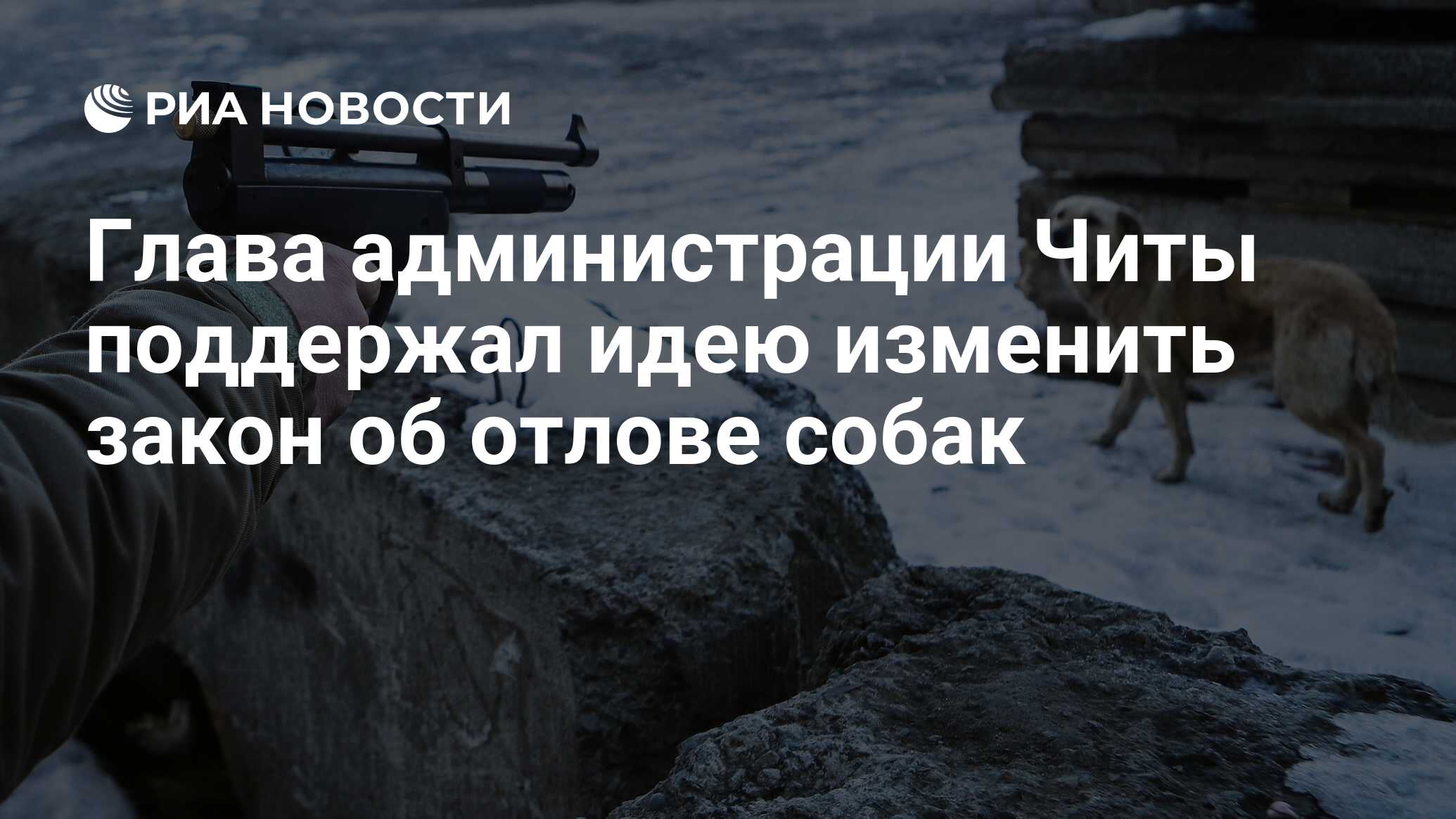 Глава администрации Читы поддержал идею изменить закон об отлове собак -  РИА Новости, 23.01.2022