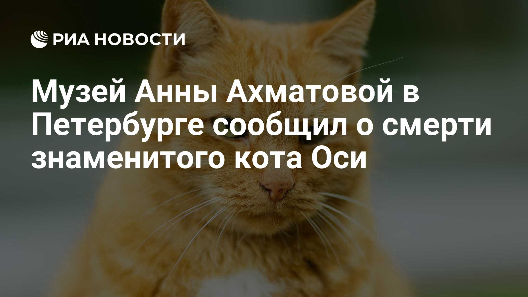 Музей Анны Ахматовой в Петербурге сообщил о смерти знаменитого кота Оси -  РИА Новости, 02.02.2022