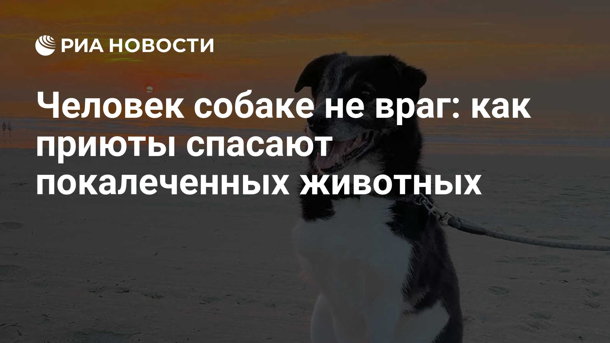 Человек собаке не враг: как приюты спасают покалеченных животных - РИА  Новости, 01.03.2022