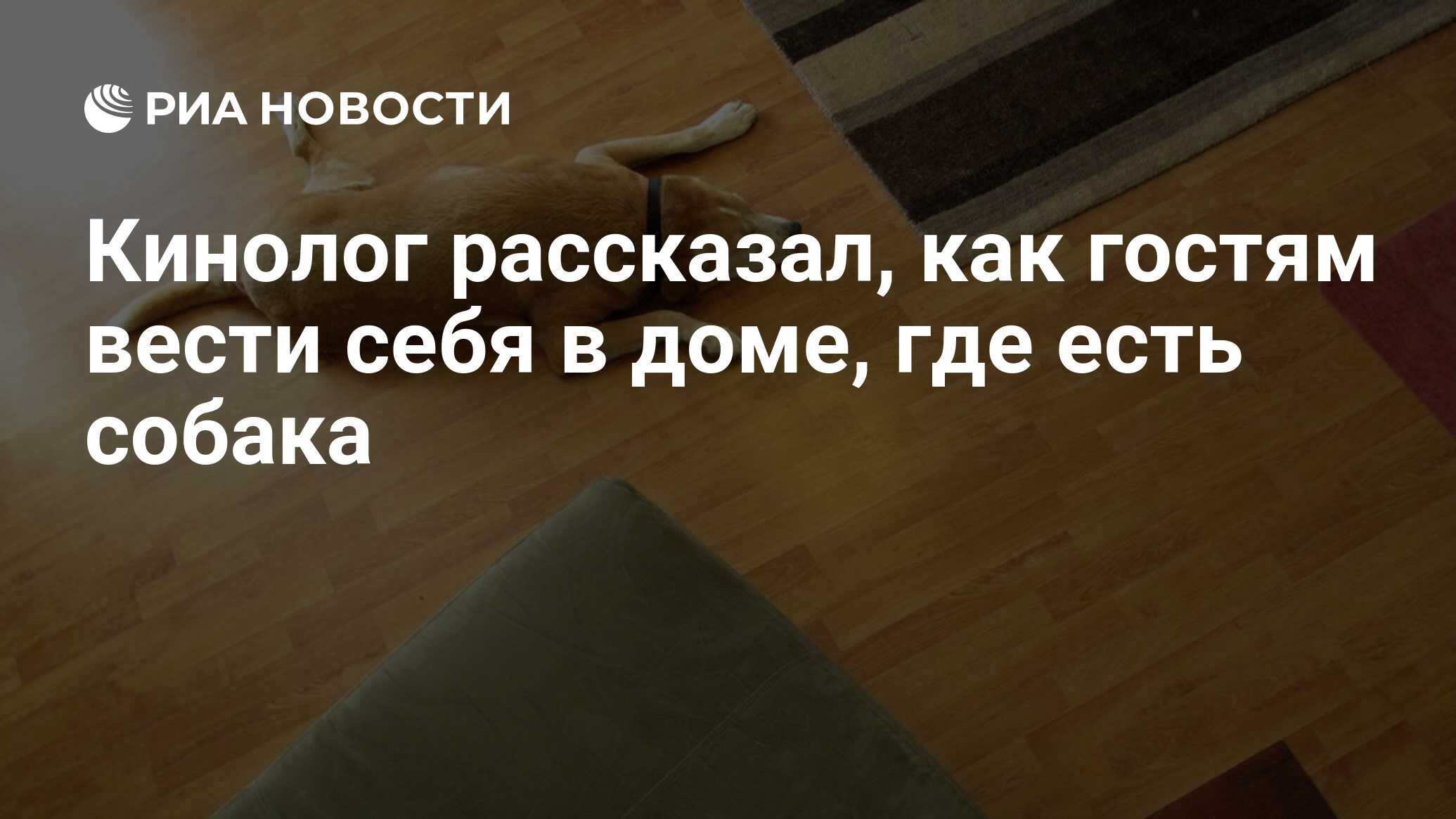 Кинолог рассказал, как гостям вести себя в доме, где есть собака - РИА  Новости, 11.02.2022