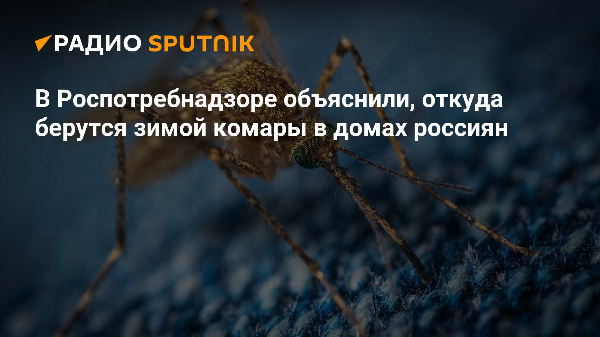 В Роспотребнадзоре объяснили, откуда берутся зимой комары в домах россиян