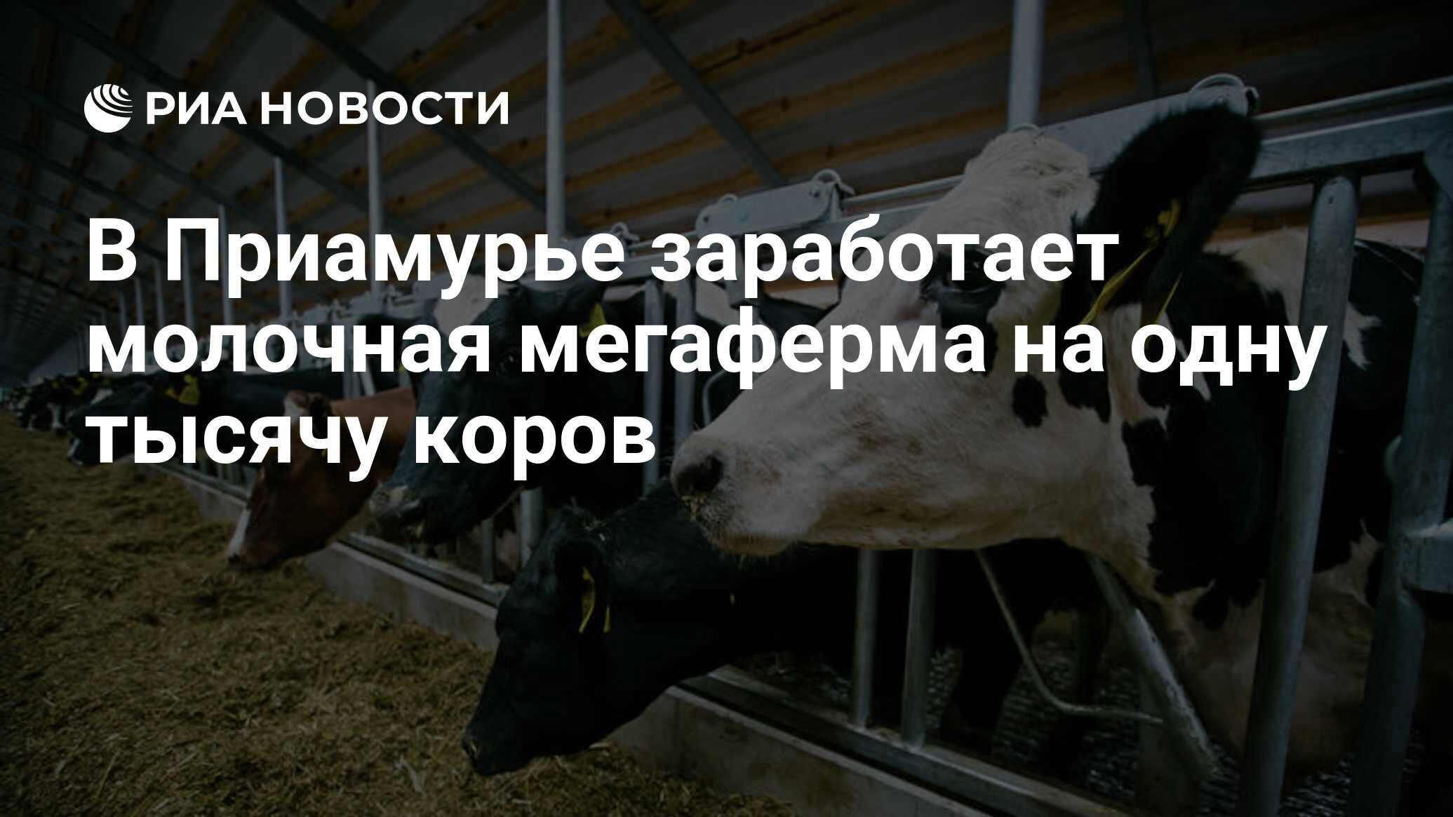 В Приамурье заработает молочная мегаферма на одну тысячу коров - РИА  Новости, 01.03.2022