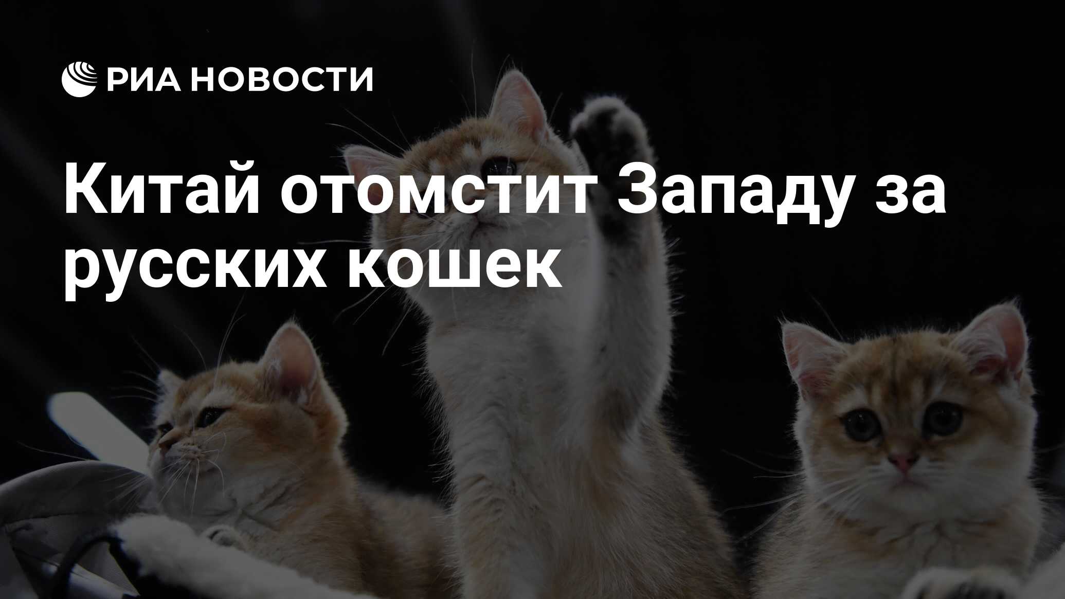 Петиция коты в китае. Санкции против кошек 2022 Мем.