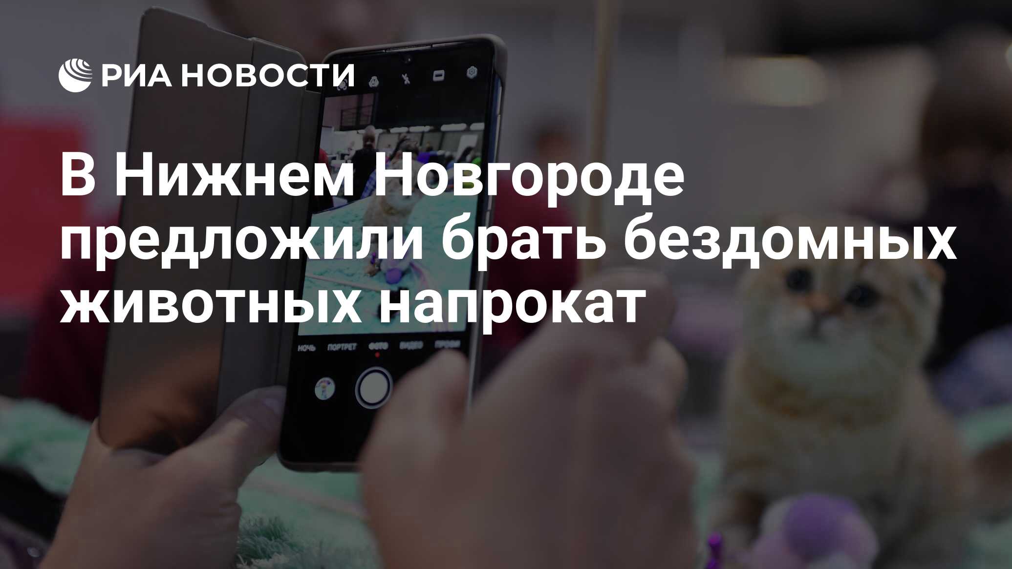 В Нижнем Новгороде предложили брать бездомных животных напрокат - РИА  Новости, 11.03.2022